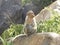 Female Bonnet macaque monkey sitting on a granite rock