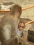 Female Bonnet macaque monkey sitting with her infant