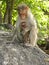 Female Bonnet macaque monkey sitting on rock with baby