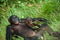 Female bonobo with a baby. Democratic Republic of Congo. Lola Ya BONOBO National Park.