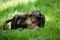 Female bonobo with a baby. Democratic Republic of Congo. Lola Ya BONOBO National Park.