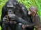 Female bonobo with a baby. Democratic Republic of Congo. Lola Ya BONOBO National Park.