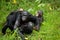 Female bonobo with a baby. Democratic Republic of Congo. Lola Ya BONOBO National Park.