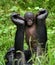 Female bonobo with a baby. Democratic Republic of Congo. Lola Ya BONOBO National Park.