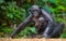 Female bonobo with a baby. Democratic Republic of Congo. Lola Ya BONOBO National Park.