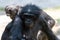 Female Bonobo with crazy hair hanging out with troop