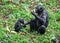 female bonobo sitting with her child