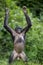 Female of Bonobo standing on her legs and hands up.