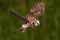 Female boreal owl or Tengmalm`s owl Aegolius funereus flying through the forest