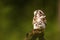 Female boreal owl or Tengmalm`s owl Aegolius funereus resting on an old tree stump