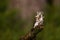 Female boreal owl or Tengmalm`s owl Aegolius funereus resting on the old tree stump