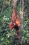 Female Borneo Orangutan with its cub, hanging and eating at the