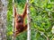 Female Borneo Orangutan at the Semenggoh Nature Reserve, Kuching, Malaysia