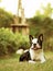 Female Boston Terrier in backyard