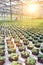 Female botanist working in plant nursery