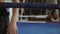 A female boxer entering the boxing ring coming to the corner and resting with her arms on the ring ropes. Slowmotion