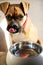 Female boxer puppy licking her lips after meal