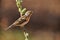 Female brambling Fringilla montifringilla in winter