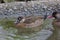 Female Brazilian Teal or Brazilian Duck, Amazonetta brasiliensis
