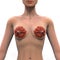 Female Breast Anatomy