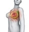 Female Breast Anatomy
