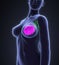 Female Breast Anatomy