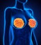 Female Breast Anatomy
