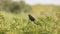 Female Brewer\\\'s blackbird perched on Mountain snowberry bush