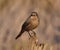 A female Brewer`s blackbird on a post