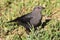 Female Brewers Blackbird