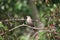 Female Brewers Blackbird (Euphagus cyanocephalus)