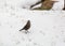 Female brewers blackbird gathering grass for nest