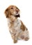 Female Brittany Spaniel