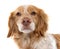 Female Brittany Spaniel