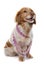 Female Brittany Spaniel