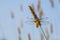 Female Broad-bodied Chaser