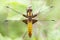 Female broad-bodied chaser