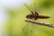 Female broad-bodied chaser - Abdomen