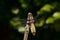 Female broad bodied chaser dragonfly on bamboo