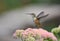 Female Broad-Tailed Hummingbird Hovers over Sedum