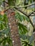 Female Brown Basilisk, Basiliscus vittatus, on a tree in a rainforest, Guatemala