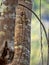 Female Brown Basilisk, Basiliscus vittatus, on a tree in a rainforest, Guatemala