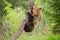 Female brown bear climbing a tree in summer nature with green forest behind