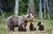 Female brown bear and her cubs