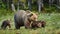 Female brown bear and her cubs