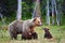 Female brown bear and her cubs