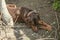 Female brown Doberman with long ears, lying on a leash near the trunk of a tree, turned away resentfully.