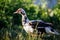 Female brown duck with a red bumpy patch of flesh by its eyes and bill is standing on green grass