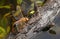 A female Brown Hawker Dragonfly, Aeshna grandis, laying eggs on a branch that is floating in a boggy pond in the UK.