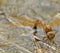 Female Brown Hawker Dragonfly ovipositing